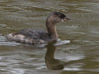 Grebe3.jpg