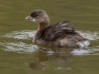 Grebe7.jpg