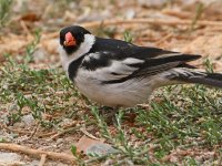 Whydah3.jpg