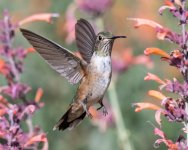 Hummer-640.jpg