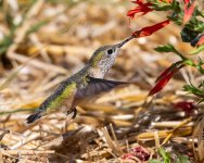 Hummer-641.jpg