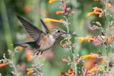 Hummer-642.jpg