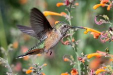 Hummer-643.jpg