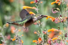 Hummer-644.jpg