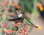 Hummer-645.jpg