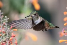 Hummer-646.jpg