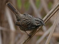 Sparrow2.jpg