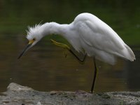 Egret6.jpg