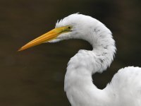 Egret8.jpg