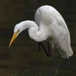 Egret9.jpg