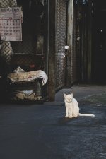 cat-1.jpg