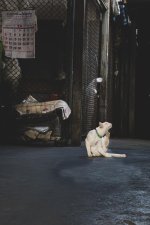 cat-2.jpg