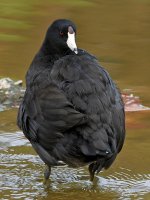 Coot.jpg