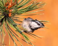 MountainChickadee-550.jpg