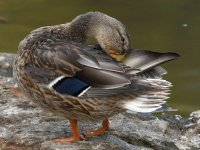 Mallard.jpg