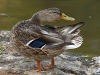Mallard2.jpg