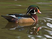 WoodDuck.jpg