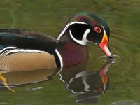 WoodDuck5.jpg