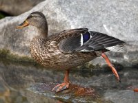 Mallard.jpg