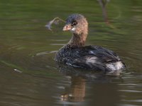 Grebe7.jpg
