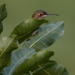 Hummer.jpg