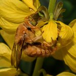 Bee8.jpg
