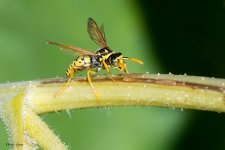 Wasp-500.jpg