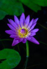 violet-2.jpg