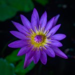 violet-3.jpg
