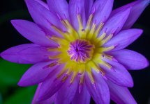violet-4.jpg