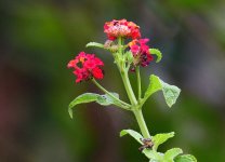 _ROY2618_00001.jpg