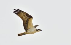 _ROY2679_00001.jpg