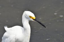 _ROY2725_00001.jpg