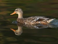 Mallard.jpg