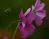 D73_4746 1.jpg