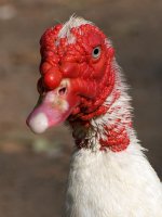 Goose4.jpg