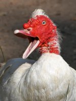 Goose7.jpg