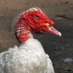 Goose10.jpg