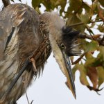 BlueHeron27.jpg