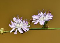 _ROY2919_00001.jpg