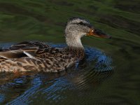 Mallard.jpg