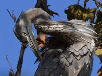 BlueHeron2.jpg