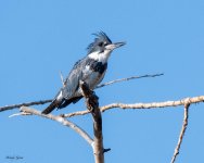 Kingfisher-500.jpg