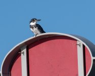 Kingfisher-501.jpg