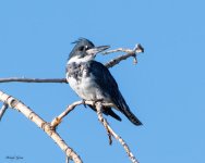 Kingfisher-502.jpg