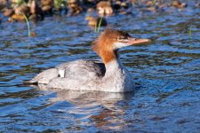 Merganser-500.jpg