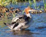 Merganser-501.jpg