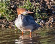 Merganser-502.jpg