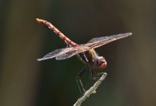 _ROY3089_00001.jpg