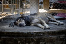 doggy-1.jpg